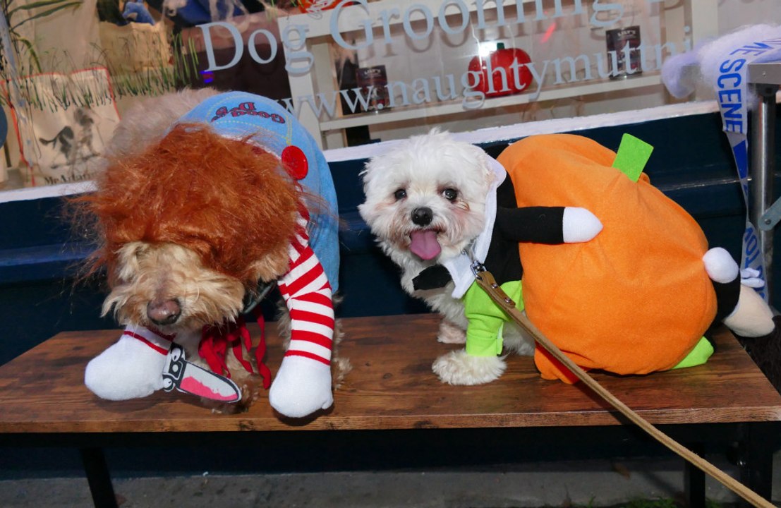 Family offers £50,000 for house and dogsitter