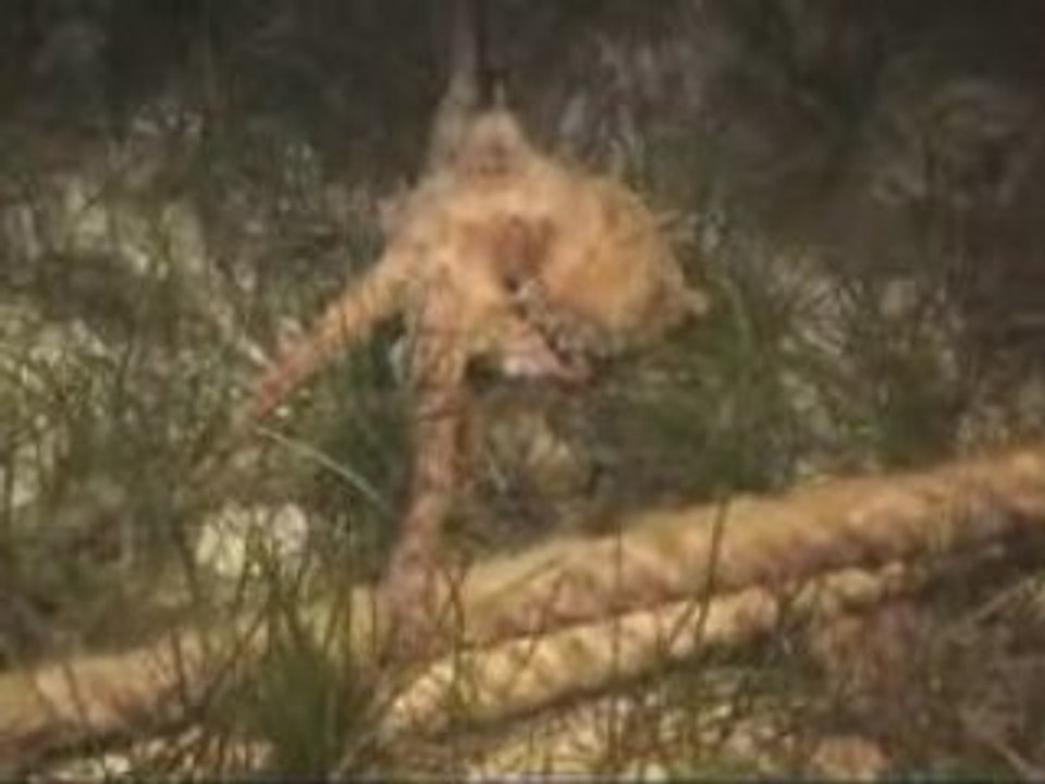 Nightdive in mgarr ix-xini/gozo