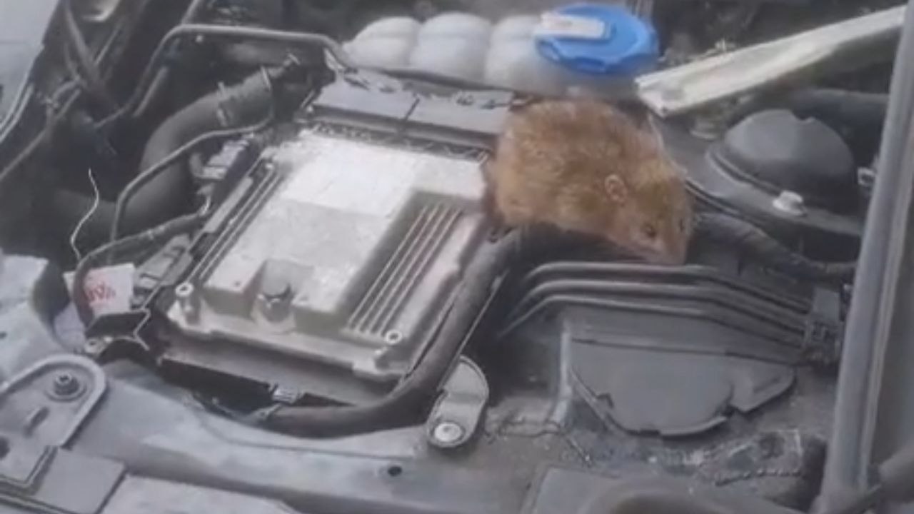 Boy Discovers A Tiny Mouse Trapped Inside The Car Unexpectedly