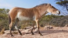 Nine Iconic American Beasts That Have Vanished Forever