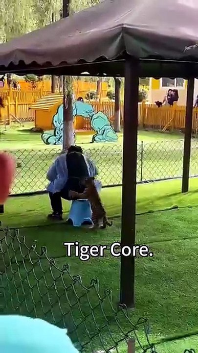 Tiger 🐯