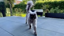 Nine striking Maine Coon coat colors