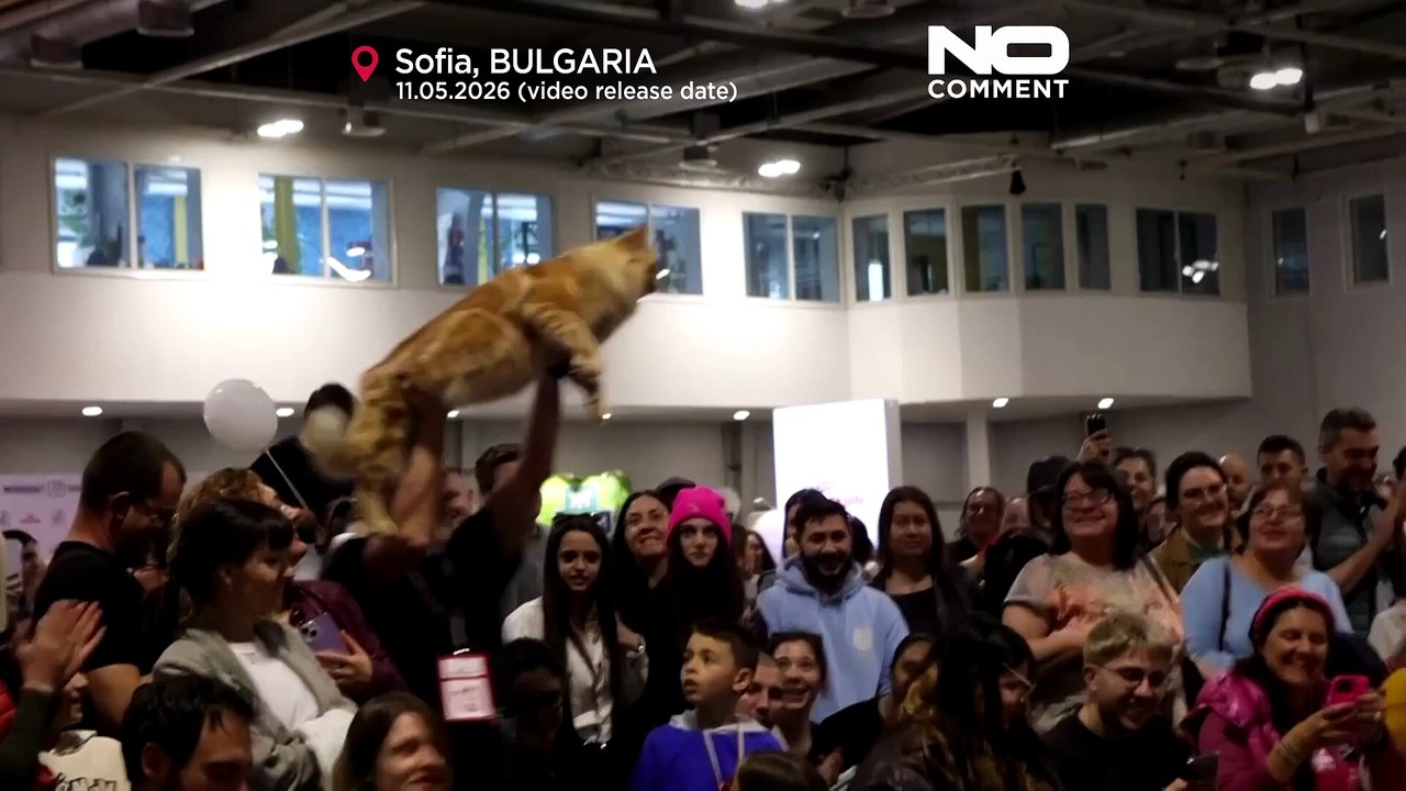 Concorso felino internazionale: i gatti più belli d'Europa si danno appuntamento a Sofia