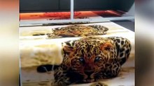 Lightweight Printed Microfiber Beach Towels for Sunny Outdoor Beach Trips