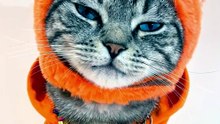Si mon chat pouvait parler — Il a la pêche !