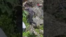 Katırlarla Zorlu Yolculuk, Batman’da Şifalı Ot Mesaisi