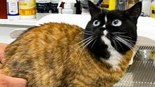 13 Cat Breeds and the Surprising Origins Behind Their Looks