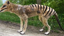 Could 12 Extinct Animals Really Be Restored