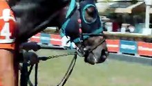 Why Racehorses Rest Their Heart at Full Speed 🐎❤️