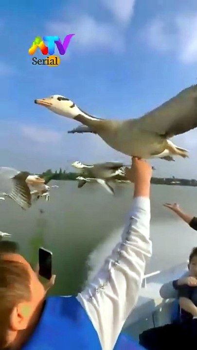 Flying Goose Adventure Over the Lake 🦢 | Amazing Bird Close-Up