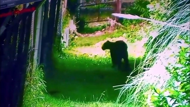 CORTO Alarma en Escobar por la aparición de un puma cerca de un barrio privado