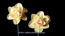The Most Beautiful Lesson Nature Ever Taught Us