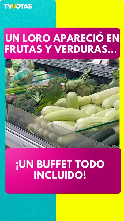 Clientes quedan sorprendidos al ver a un loro en supermercado de Cozumel