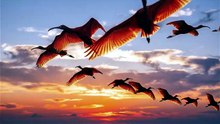 Scarlet Ibis Sunset Flight
