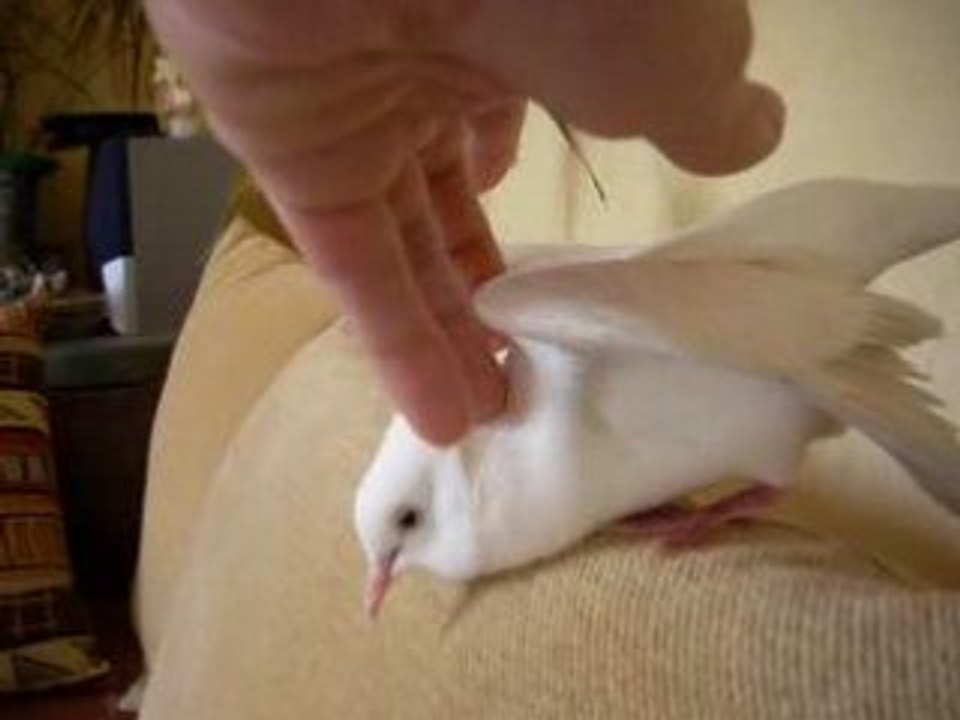 Caresses tourterelles