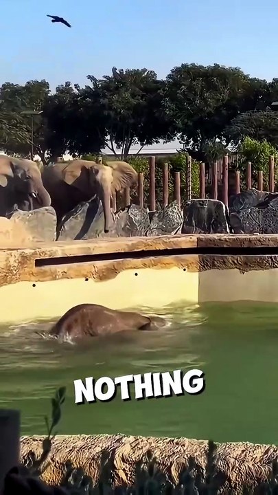 This elephant was bullied so he painted his feelings 🥺❤️ #shorts - Hublot Baggins (1080p, h264)