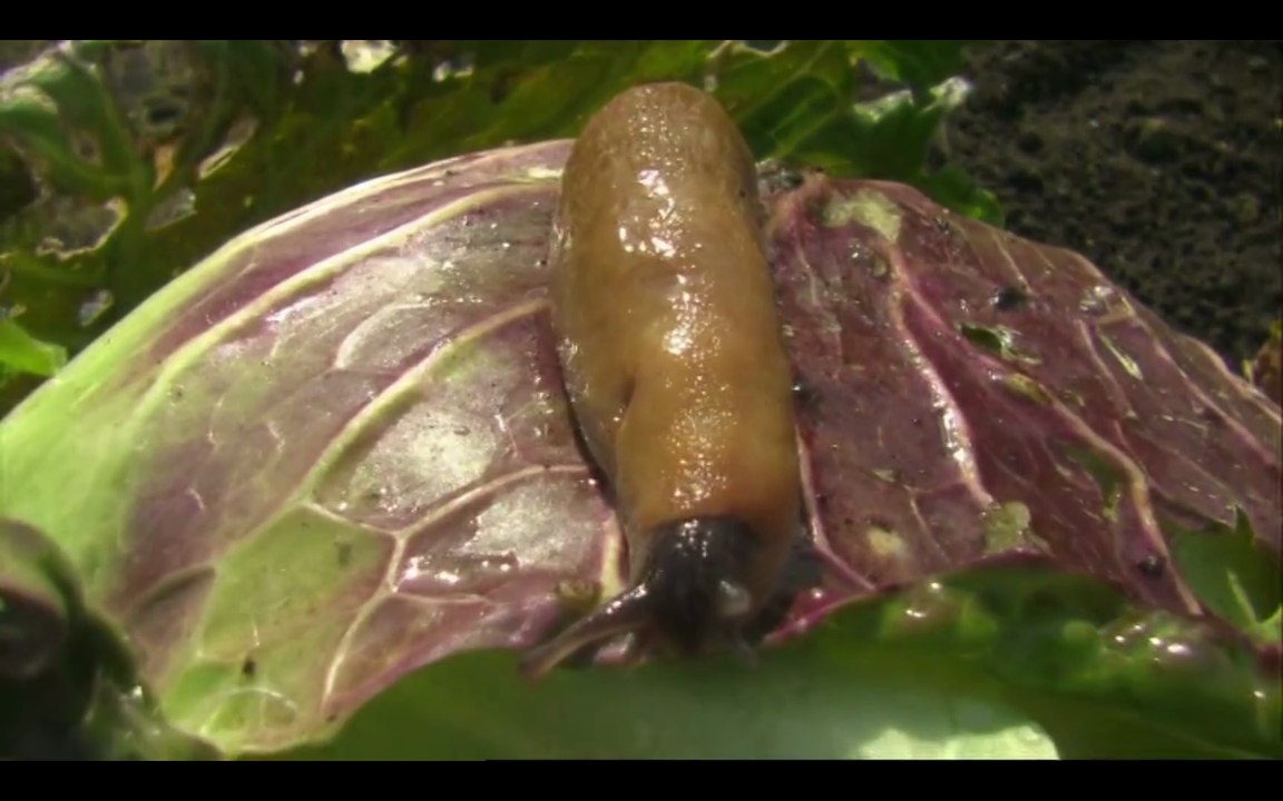 Cbeebies Nina And The Neurons Go Eco Super Slimy Slugs 1x4...mp4