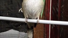 Kookaburra bird