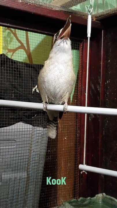 Kookaburra bird
