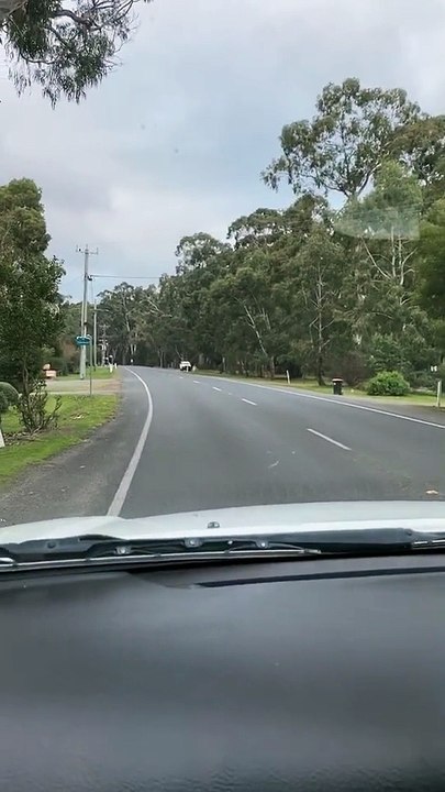 Australian kangaroos hopping