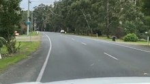 Australian kangaroos hopping