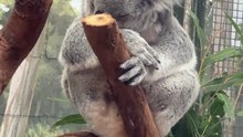 Australian koala 🐨