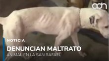 Vecinos denuncian presunto maltrato animal en la colonia San Rafael, CDMX