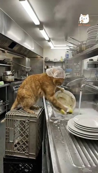 Homemade Cat Food in Karachi | Healthy Meals for Cats + 26% OFF Billi Treats