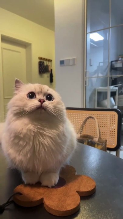 Funny cats video  🐾😺 Follow me please subscribe