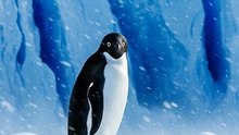 Adelie Penguin