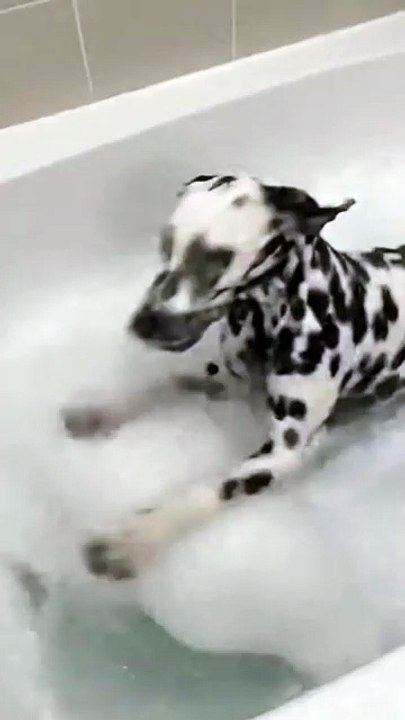 Dalmatian Dog Enjoying Bathing #dalmatian #dog #kingdomofawais