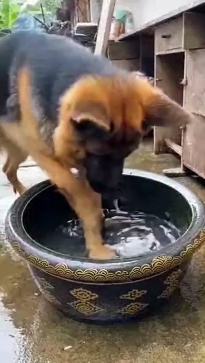 German Shepherd Dog Playing with Water #germanshepherd #kingdomofawais