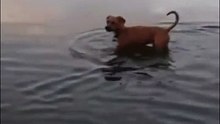 Ce chien se baigne dans des eaux dangereuses