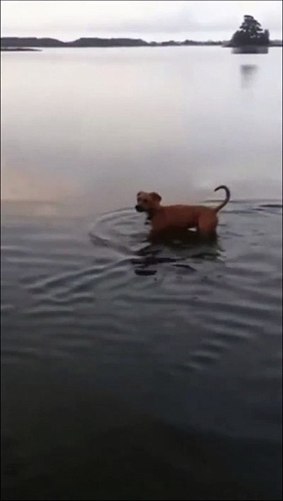 Ce chien se baigne dans des eaux dangereuses