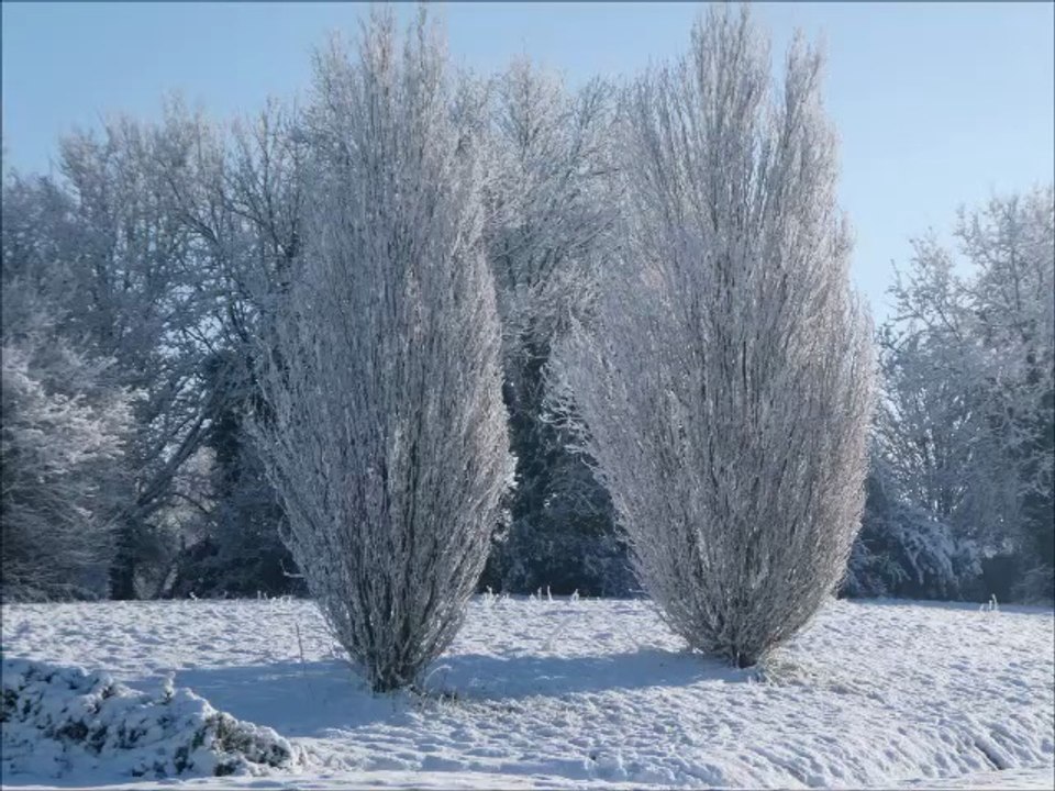 Arbres