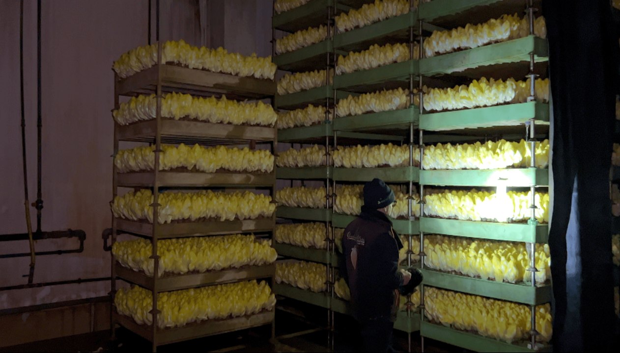 Surproduction d'endives : une déconvenue financière pour ce producteur de Moselle