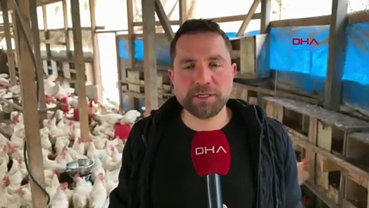 Tavuklara patlamış mısır terapisi: Stres azaldı, yumurta arttı