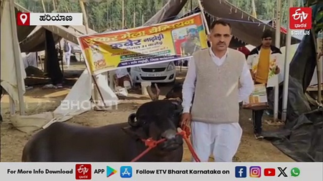 ಜಾನುವಾರು ಜಾತ್ರೆಗೆ ಬಂತು 23 ಕೋಟಿ ರೂ. ದುಬಾರಿ ಕೋಣ: ಈ ಕುಬೇರನ ವಿಶೇಷತೆಗಳೇನು ಗೊತ್ತಾ?