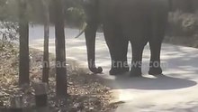 ರಸ್ತೆ ಮಧ್ಯೆ ನಿಂತ ಬೃಹತ್ ಗಾತ್ರದ ಕಾಡಾನೆ | #dandeli #elephantsighting  #wildlife #suvarnanews