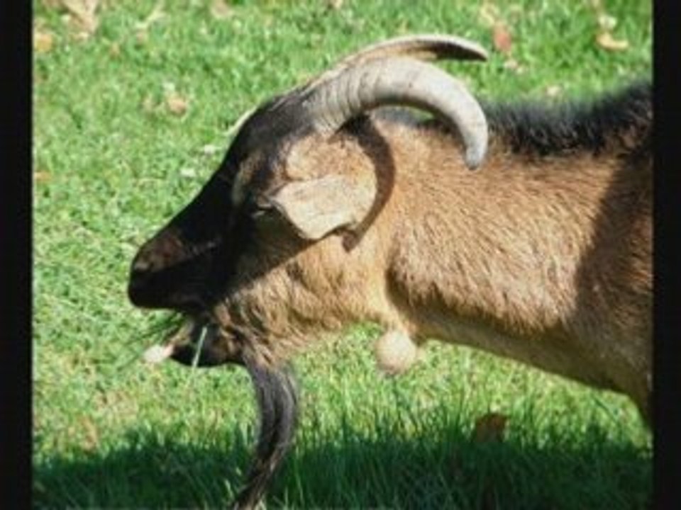 Conte kabyle (uccen d u-qelwac)