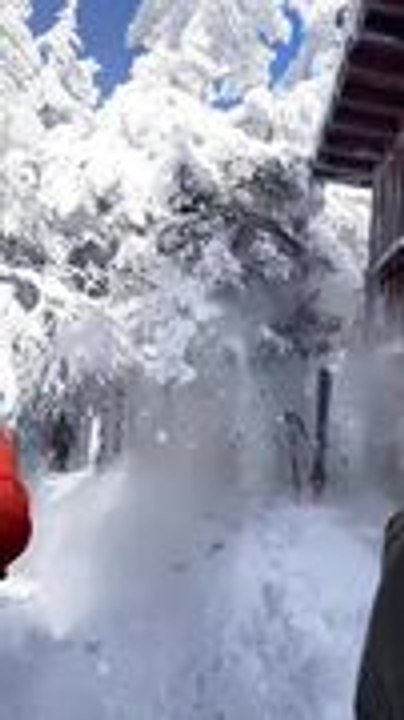 Man Falls Through Tree After Failed Jump off Ca...
