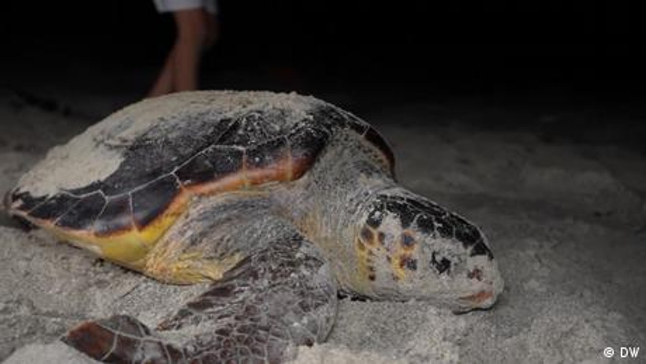 SUV racing threatens endangered sea turtles in Libya