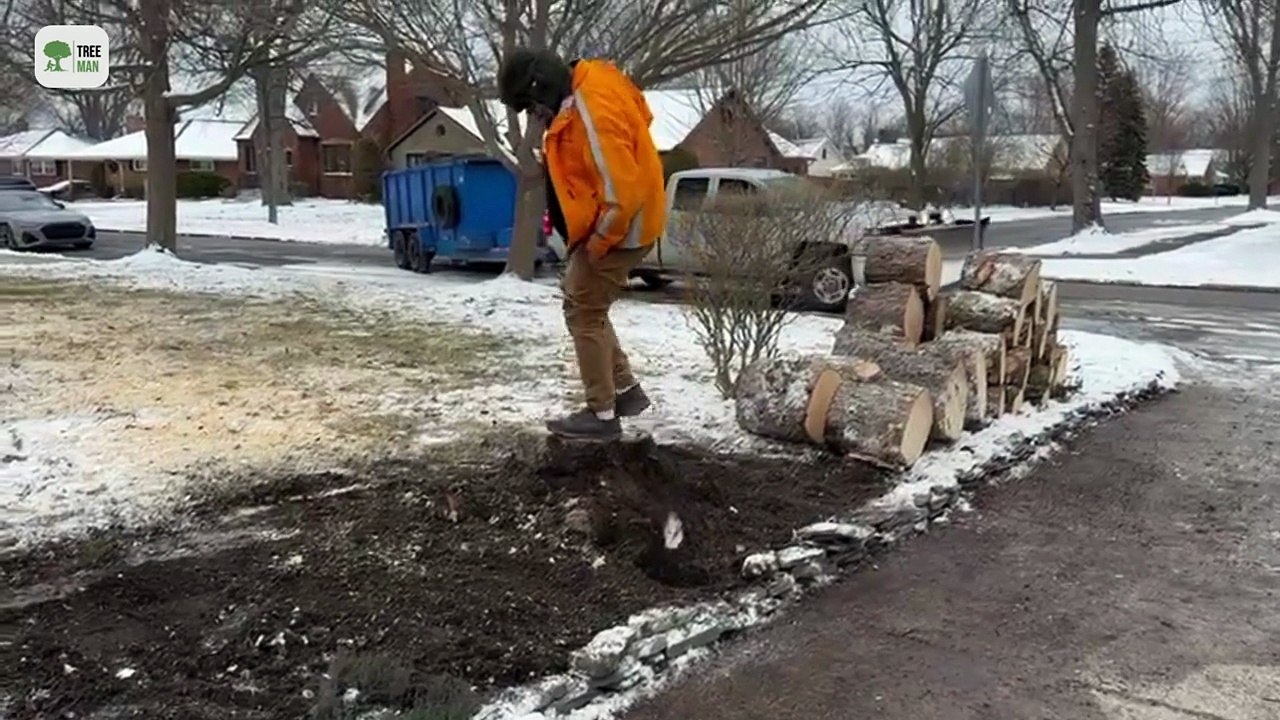 Tree removal services in Buffalo NY