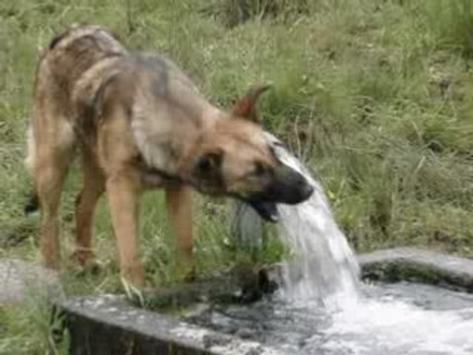 Kapy qui boit l'eau du bassin qui coule