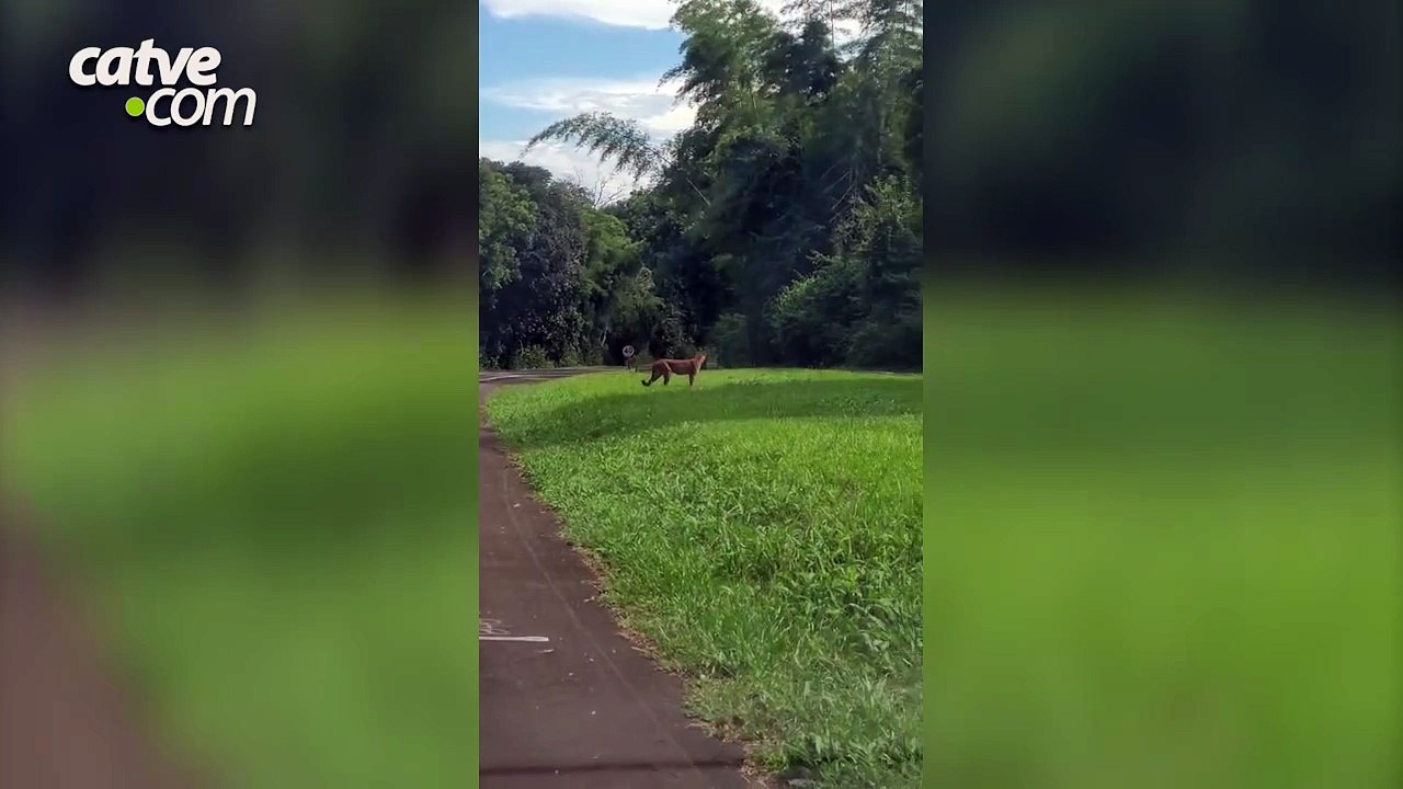 Onça-parda é flagrada passeando no Parque Nacional do Iguaçu