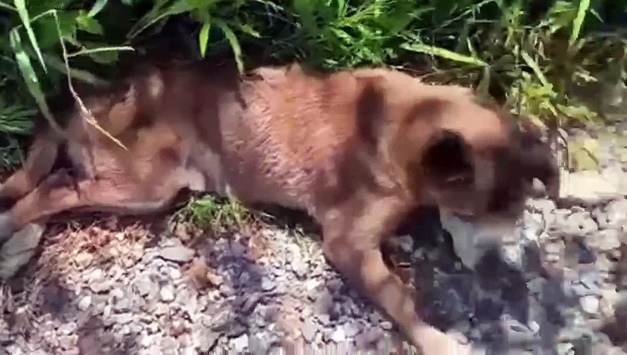 Homem pago para enterrar cachorro vivo é detido no Paraná; animal estava debilitado