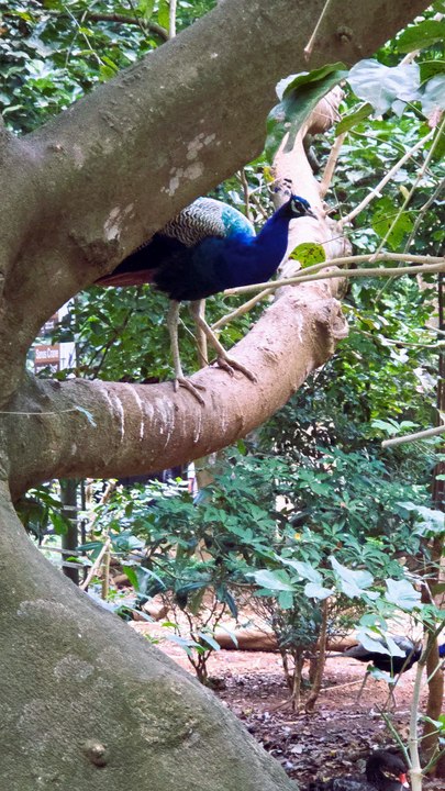 Mysore Diaries - Glimpses of a charming city