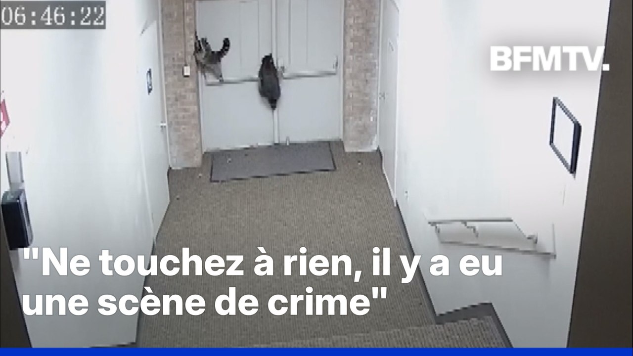 Etats-Unis: des ratons laveurs derrière une scène de cambriolage sanglante !