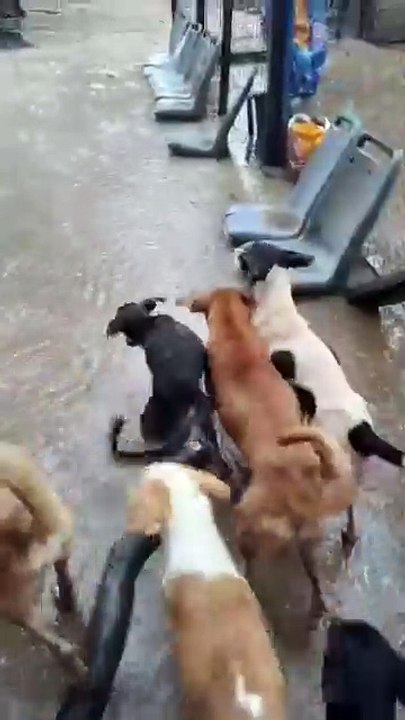 video-abrigo-caes-passare