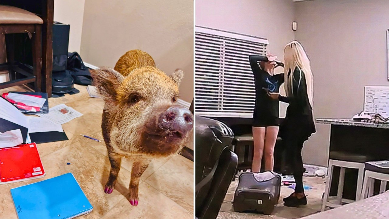 Girl Tells Teacher Pig Ate Her Homework - And Has The Video To Prove It | Happily TV